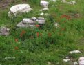 theatre_marcellus_flowers.html
