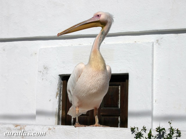 mykonos_pelecanus_onocrotalus.jpg