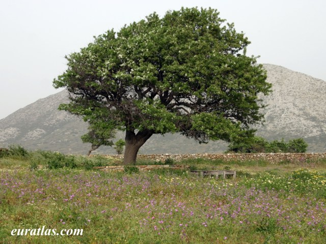 Click to download the Near Demeter's Temple, Naxos