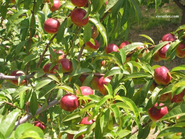 Cliquez ici pour télécharger Nectarines in an Orchard