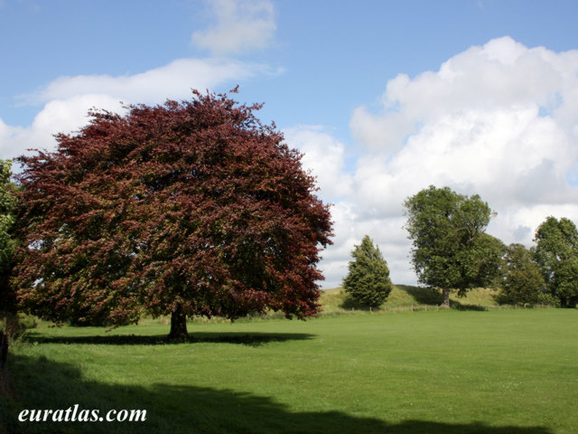 Click to download the Fagus Sylvatica Atropurpurea