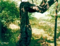 vine_tree.html