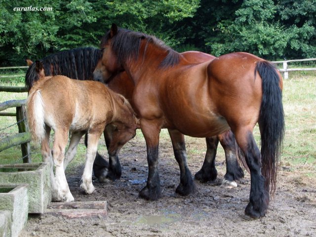 percherons.jpg