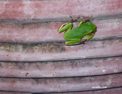 fr_tree_frog.html