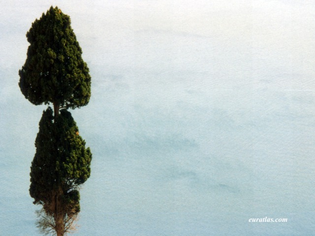 tree_sea.jpg