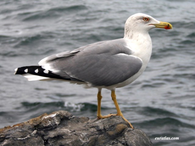 larus_crassirostris.jpg