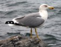 larus_crassirostris.html