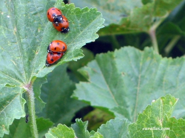 coccinelles.jpg