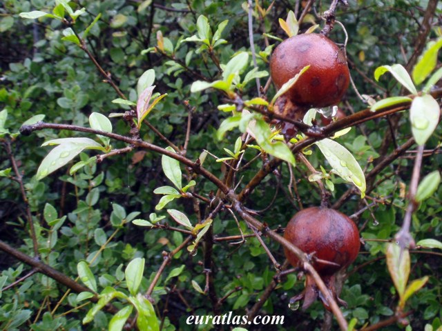 Cliquez ici pour télécharger Wild Pomegranates