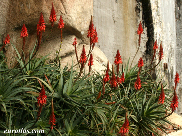 Click to download the Aloe, Sintra