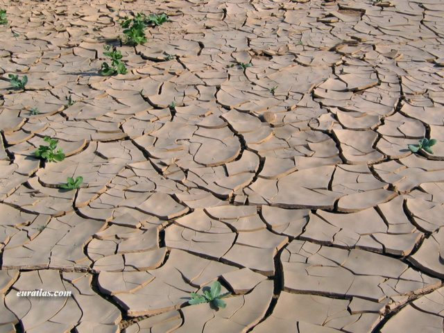 Click to download the After a Rainfall in the Desert