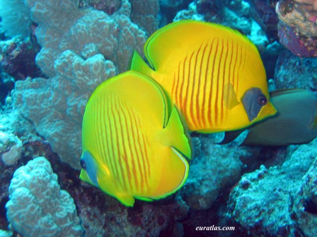 Click to download the Two Bluecheek Butterflyfish or Chaetodon Semilarvatus