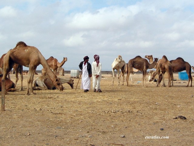 Click to download the Camel Traders, Shalateen