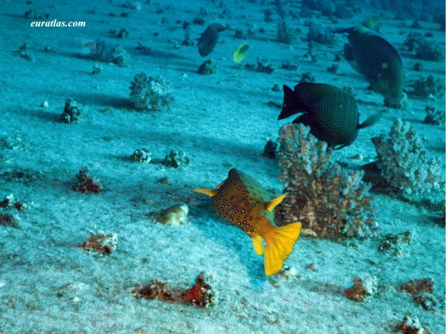 Click to download the Yellow Boxfish or Ostracion Cubicus
