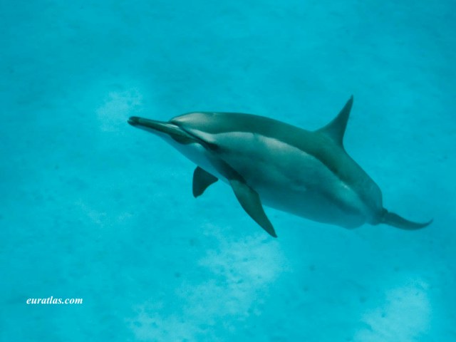 Click to download the A Bottlenose Dolphin or Tursiops Truncatus