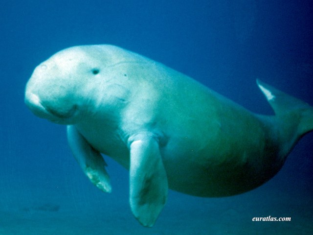 Click to download the Portrait of a Dugong