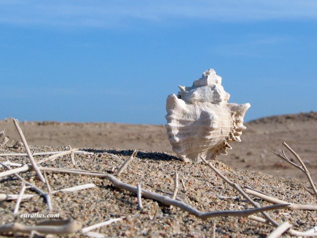 Cliquez ici pour télécharger The Shadow of a Shell