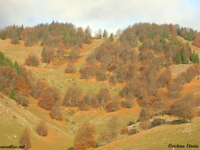 Click to download the Autumn Wood Near the Village of Sirnea, Piatra Craiului Mountains