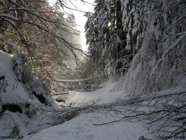 Click to download the The Tocilita Valley after a Blizzard, Postavaru  Mountains