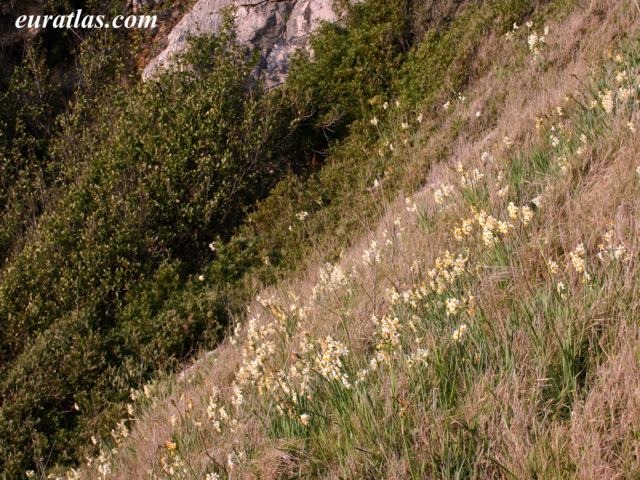 Cliquez ici pour télécharger Wild Narcissi