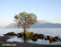 lausanne_ouchy.html