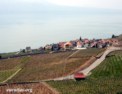 lavaux_rivaz.html