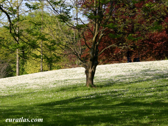 Cliquez ici pour télécharger Summer Undergrowth