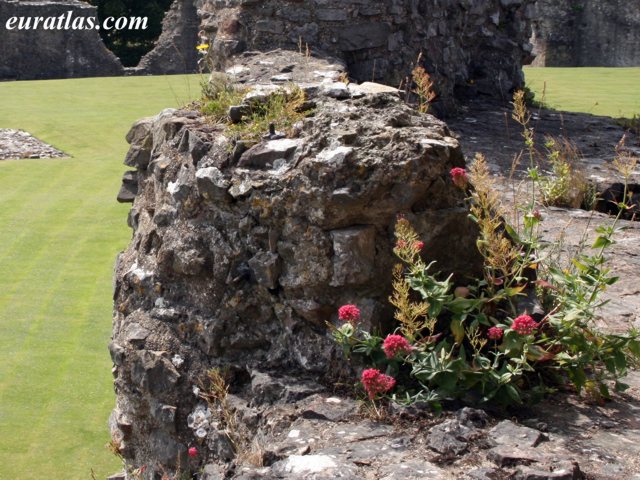 Cliquez ici pour télécharger Flowers in Denbigh Castle