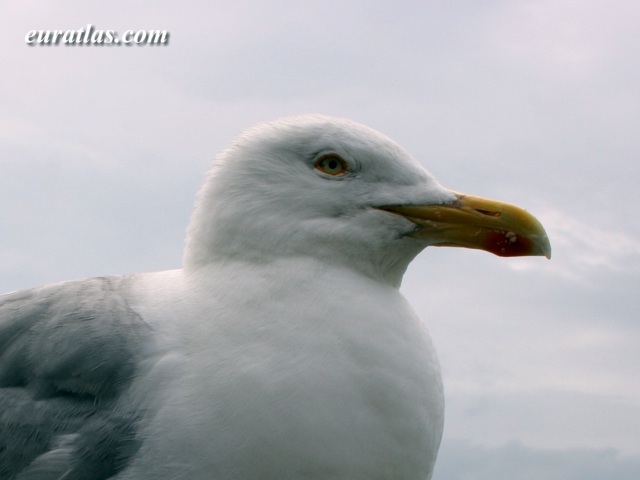 Click to download the Portrait of a Gull