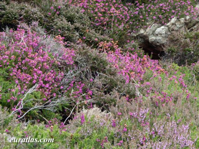 Click to download the Heather at Holyhead