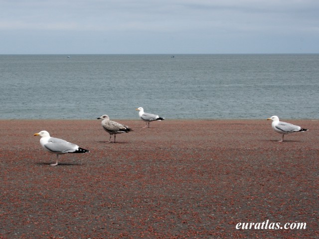 Click to download the Shore Promenade