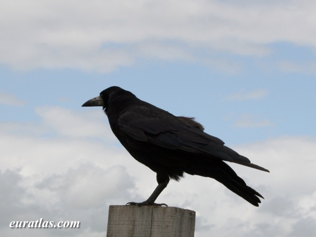 Click to download the Bendigeidfran, the Blessed Crow