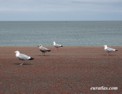 fr_llandudno_promenade.html